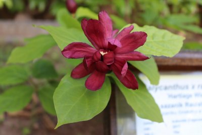 Calycanthus x raulstonii 'Hartlage Wine' sazaník Raulstonův - květ